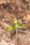 Large whorled pogonia